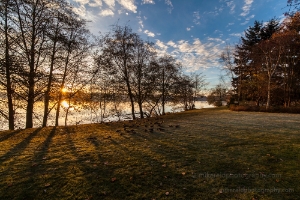 Greenlake Tree Shadows