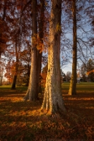 Sunlit Cedars