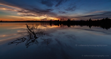 The Tree and the Lake