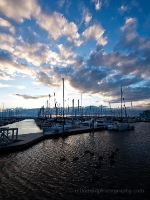 Geese at Shilshole Marina