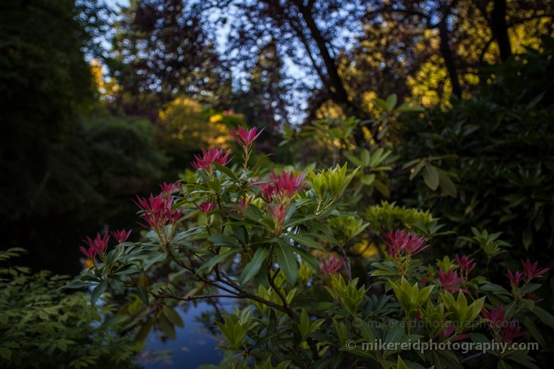 Buchart Rhododendrons Garden