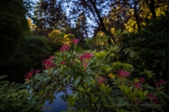 Buchart Rhododendrons Garden To order a print please email me at  Mike Reid Photography : Craigdarroch Castle, buchart gardens, victoria, british columbia, gardens, castle, empress hotel, victoria harbor, queen victoria
