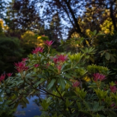 Butchart Rhododendrons Garden.jpg To order a print please email me at  Mike Reid Photography : Craigdarroch Castle, buchart gardens, victoria, british columbia, gardens, castle, empress hotel, victoria harbor, queen victoria