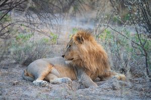 Namibia Wildlife Photography Lion in Repose