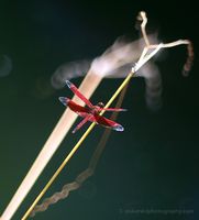 Dreamy Temple Dragonfly