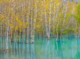 Golden Aspens Reflected in Turquoise Water – Autumn Serenity | GFX100S Golden autumn aspens rise from turquoise water, their reflections merging in a tranquil, dreamlike scene captured with the Fujifilm GFX100S. The soft light...