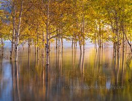 Sunken Aspens in Autumn Light – Reflections of Fall Colors | GFX100S A serene fine art photograph of sunken aspen trees glowing in golden fall colors, captured with the Fujifilm GFX100S. Gentle light filters through the vibrant...