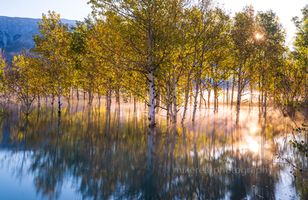 Sunrise Fog Among Aspens – Golden Morning Light Reflections | GFX100S A luminous fine art photograph of sunrise filtering through a fog layer among aspen trees, captured with the Fujifilm GFX100S. The soft mist glows with golden...