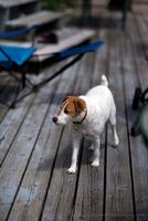 Bogey on the Dock Jack Russel Terrier