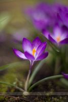 Beautiful Garden Photo