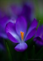 Cluster of Purple Flowers