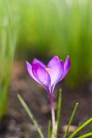 Crocus Abstract Photo