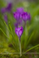 Crocus Bokeh