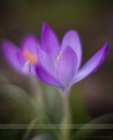Dreamy Crocus Flower Photography