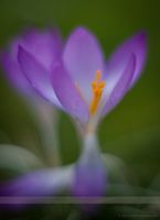 Dreamy Crocus Flowers