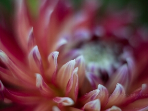 Dahlia Photography