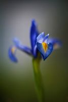 Iris Flower Photography