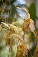 Bearded Orchid Blooms