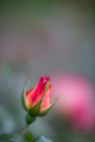 Red Rose Flowers Closeup