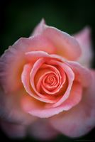 Rose Photography Peach Pink Closeup