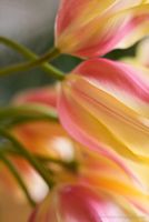 Bunch of Yellow Tulip Flowers Several gently lit tulip blooms folding over.