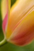 Yellow Tulip Petal
