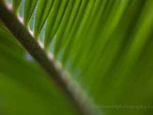 Volunteer Park Conservatory Photography