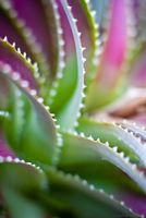 Cactus Aloe Fountain