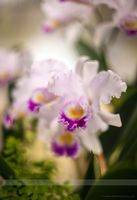 Glorious Orchids