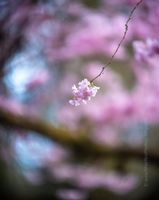 Flower Photography Pink Cherry Blossom A single cherry blossom hangs delicately from its branch, surrounded by a dreamy blur of pink and pastel tones. This fine art photograph captures the quiet...