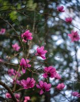 Flower Photography Pink Magnolia Canon A stunning cluster of pink magnolia flowers bursts into bloom against a softly blurred forest backdrop. The delicate petals glow with rich magenta tones,...