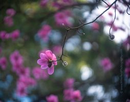 Flower Photography Pink Magnolia GFX50s A single pink magnolia blossom glows softly against a dreamy spring backdrop of color and bokeh. Captured using Canon’s legendary 200 mm f/1.8 L lens adapted to...