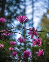 Flower Photography Pink Magnolias Zeiss Otus Delicate pink magnolia blossoms reach toward soft forest light, rendered with the extraordinary clarity and creamy bokeh of the Zeiss 85 mm f/1.4 Otus lens on...