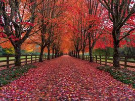 Fall Colors Rockwood Lane of Trees