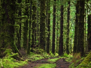 Hoh Rainforest Photography