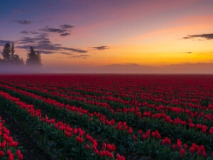 Skagit Valley Tulip and Daffodil Fields Photography