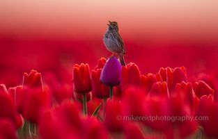 Morning Sparrow Atop a Purple Tulip.jpg