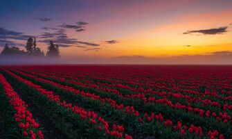 Skagit Valley Sunrise Line of Fog