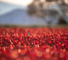 Songbird at Dawn in the Skagit Valley.jpg