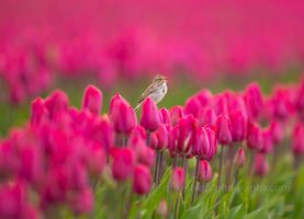 Sparrow Sings on the Edge of a Tulip.jpg