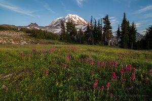 Spray Park Magenta Paintbrush