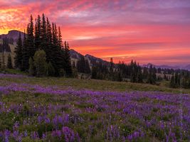 Mount Rainier Photography Meadows Sunrise.jpg