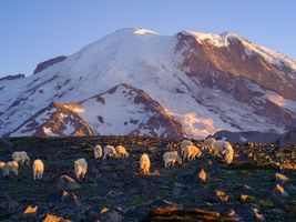 Mount Rainier Photography Mountain Goats Dusk Light.jpg