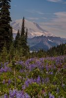 Naches Loop Lupine Naches Loop Lupine