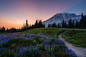 Lupine Wildflower Trail at Sunset – Mount Rainier National Park Soft evening light glows over fields of purple lupine and alpine wildflowers along a winding trail beneath Mount Rainier. Captured at sunset, this peaceful...