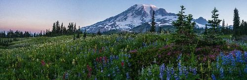 Mount Rainier Sunrise Panorama over Wildflower Meadows First light spills across the slopes of Mount Rainier, illuminating a vast carpet of lupine, paintbrush, and heather in full summer bloom. Captured in a...
