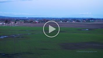 Skagit Snow Geese Swarming Drone Video Experience the breathtaking spectacle of thousands of snow geese swirling above Washington’s Skagit Valley in this cinematic drone video. Captured from the air,...