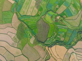 Vietnam Aerial Photography Aerial Tobacco Fields.jpg default