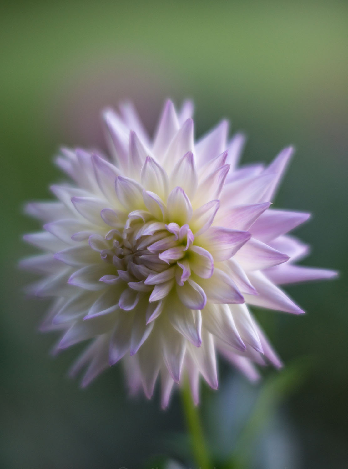 Soft-focus pale dahlia photographed against a quiet green background