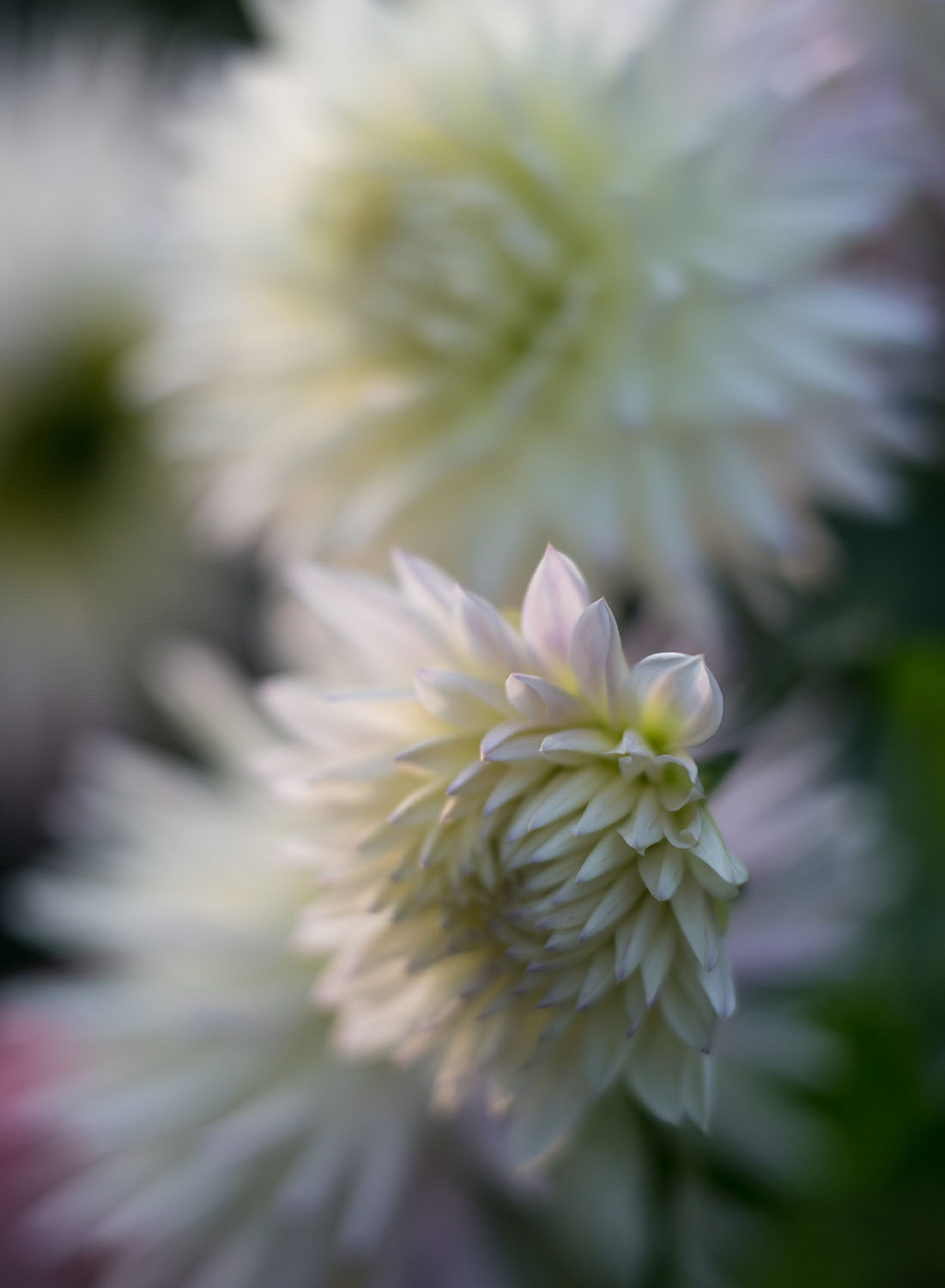 White dahlia photographed with a softly blurred flower in the background